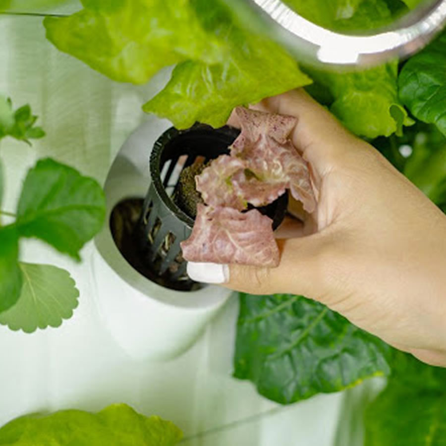 Home Hydroponic Kit - 36-cup-system: image 3