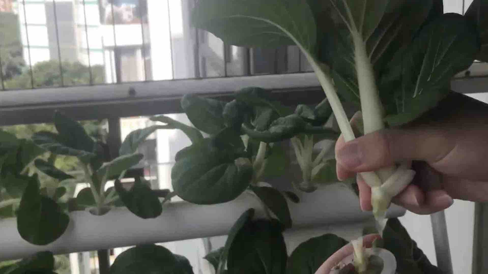 Home Hydroponic Kit - 36-cup-system: image 4