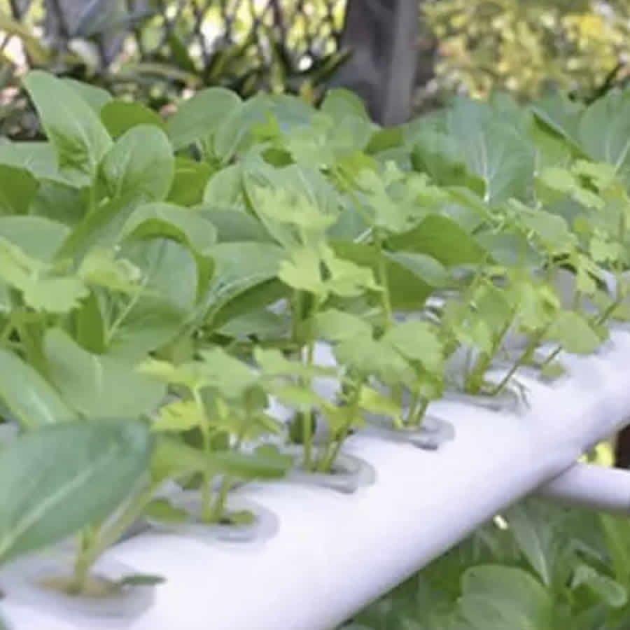 Home Hydroponic Kit - 36-cup-system
