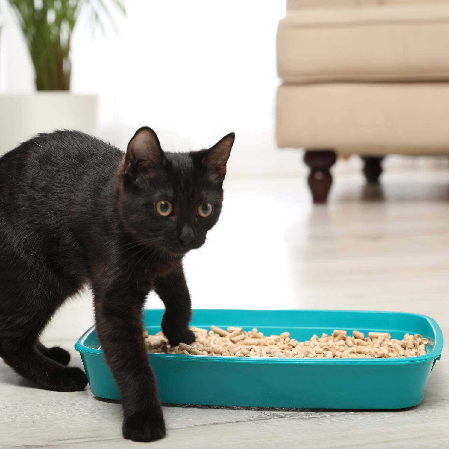 Organic Cat Litter | Bamboo Kitty Litter | Eco Friendly Litter For Cats
