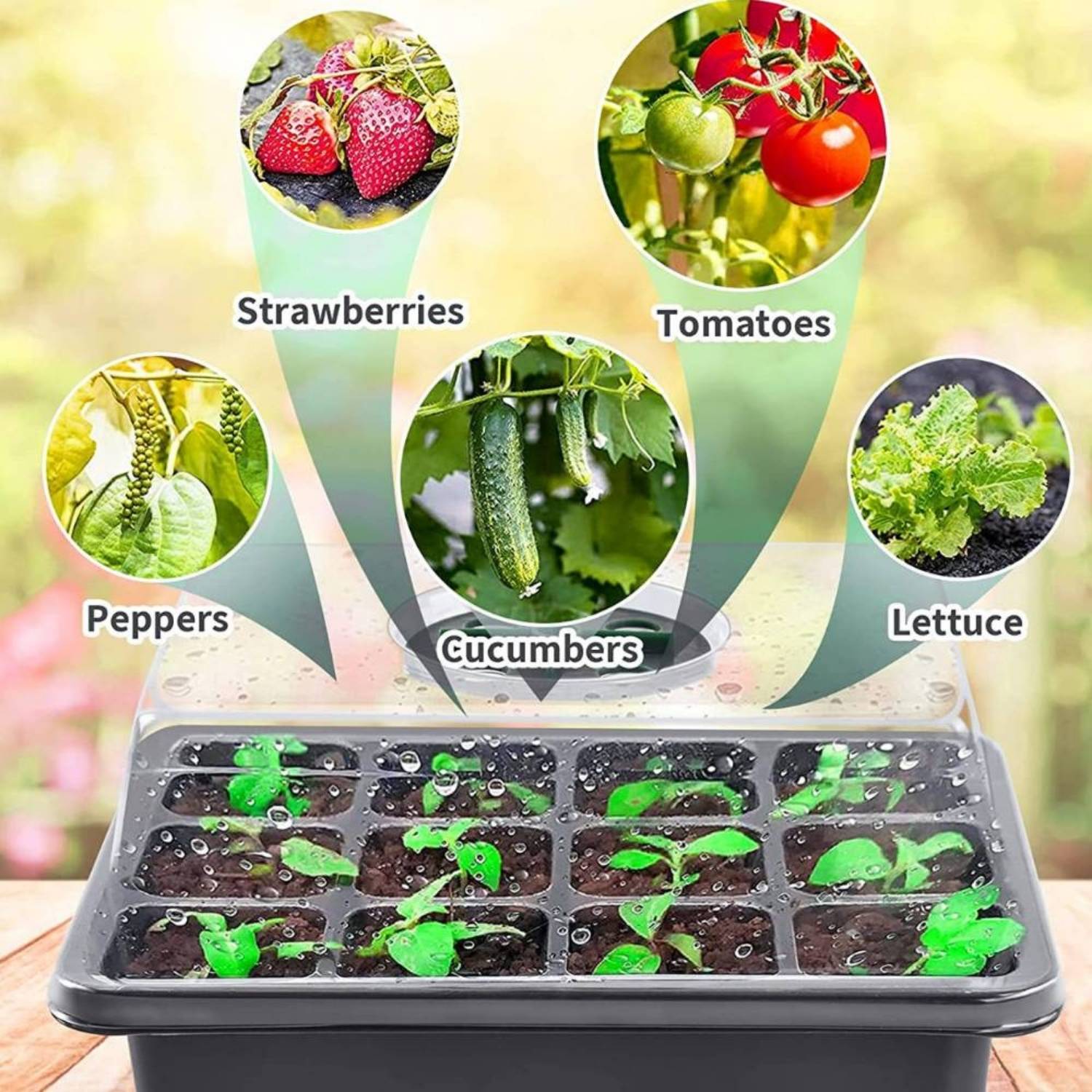 Starter Trays For Seeds | Plant Seedling Trays | Seedling Trays With Lids: image 9